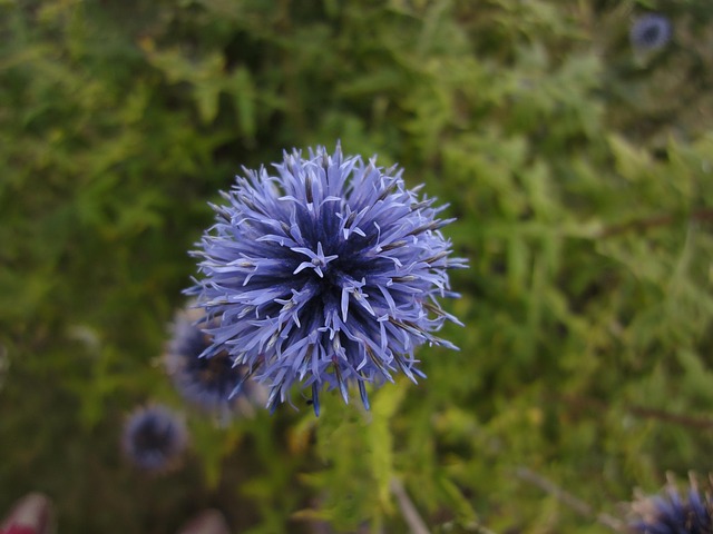 Free Flower Flower Wallpaper photo and picture