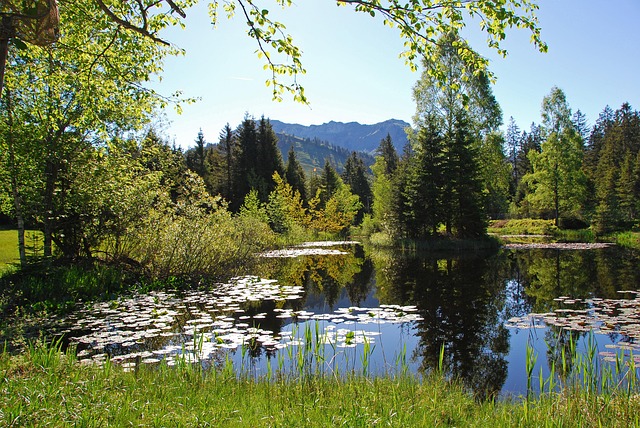 See, Teich, Natur, Landschaft
