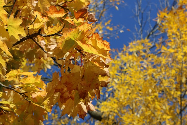 Free Tree Autumn photo and picture