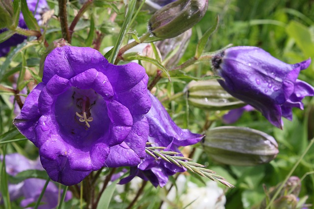 Free Flower Bluebell photo and picture