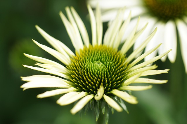 Echinacea, Smukke Blomster