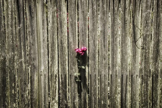 Free Fence Rose photo and picture