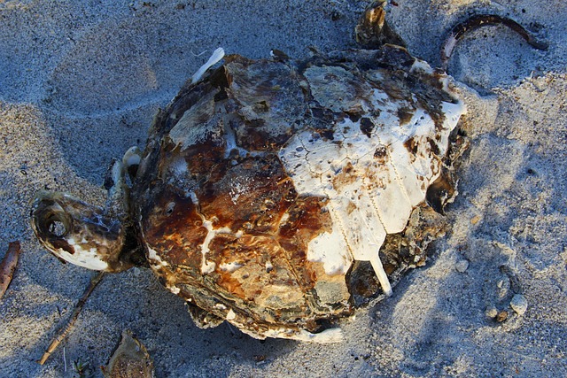 Free Sea Turtle Litter photo and picture