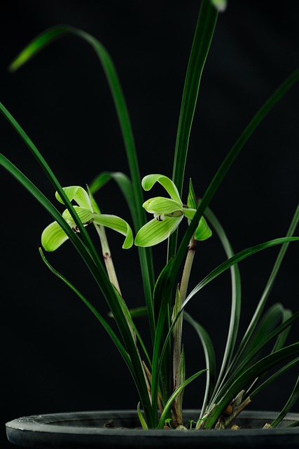 Free Orchid Beautiful Flowers photo and picture