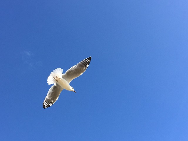 Free Seagull Blue Sky photo and picture