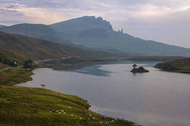 Free Scotland Sheep photo and picture