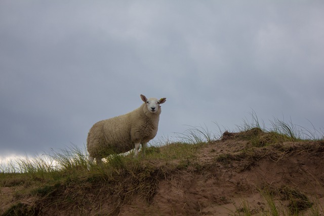 Free Sheep Scotland photo and picture