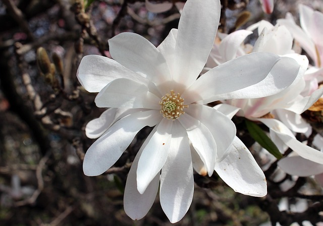 Blomst, Hvid, Kold, Grene, Blomster