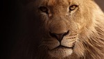 lion, portrait, animal portrait