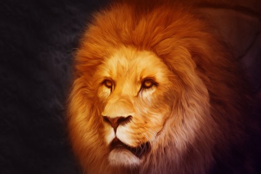 Löwe, Photoshop, Natur, Porträt