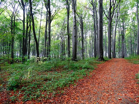 Høst, Blader, Tre, Nature, Parkere, Trær