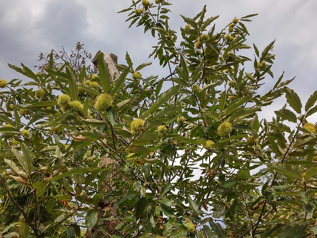 free photo chestnut tree chestnuts free image on free photo chestnut tree chestnuts free image on