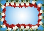 flowers, tulips, spring