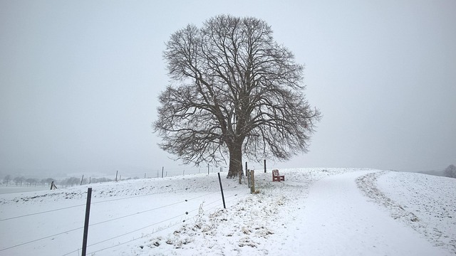 Free Winter Snow photo and picture