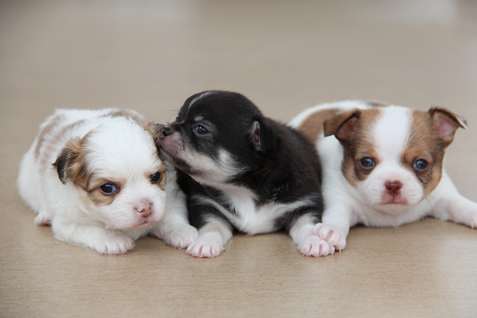 Nature Choice Dog Food Puppy Little Breed Nature Choice Dog Food Puppy Little Breed