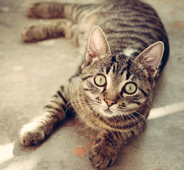 Plus De 20 000 Images De Chaton Tigr Et De Chaton Pixabay