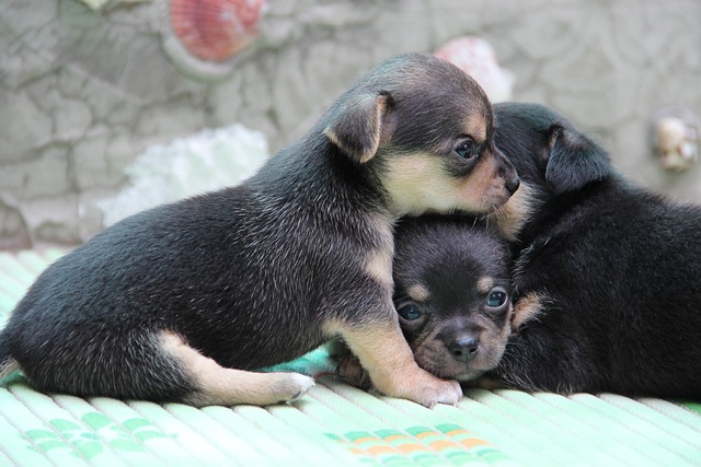 Free Chihuahua Dog photo and picture
