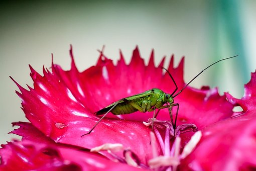 Gândac, Verde, Insectă, Floare, Macro