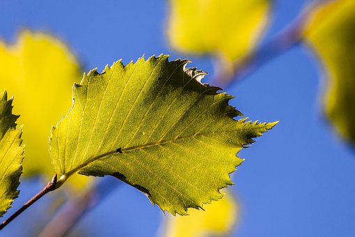 Frunze, Natura, Cer, Soare, Toamna