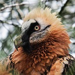 harpie, bird, raptor