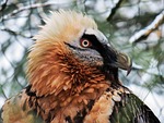 harpie, raptor, bird of prey