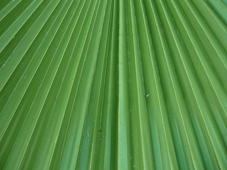 Ark, Foldere, Palme Træ, Palme