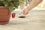 strawberry, show, red