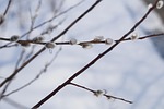 pussy willow, too early, icy