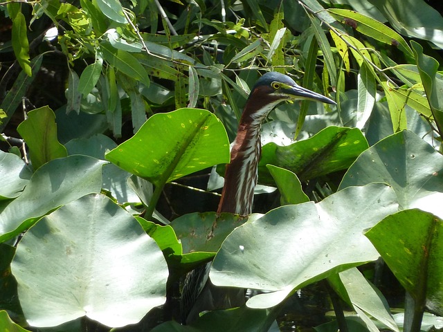 Free Swamp Bird photo and picture