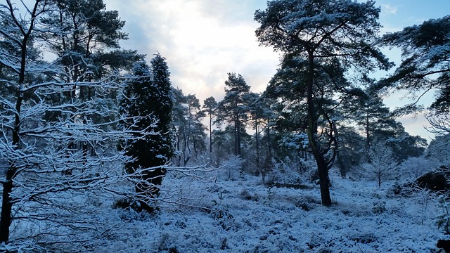 Wald, Schnee, Schneelandschaft, Holland