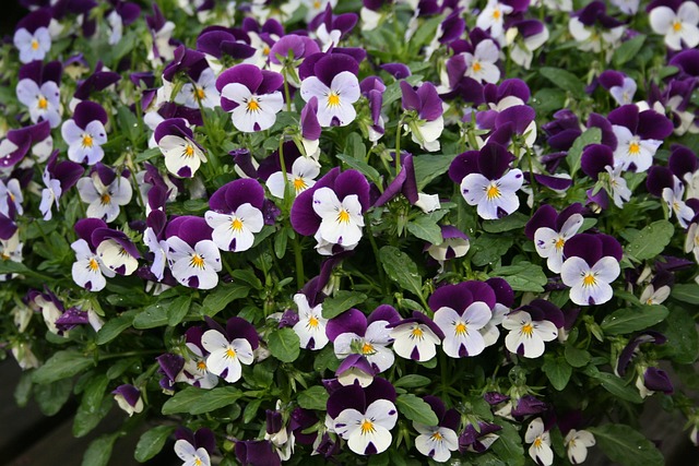 Veilchen, Weiß, Lila, Bett, Blume, Natur