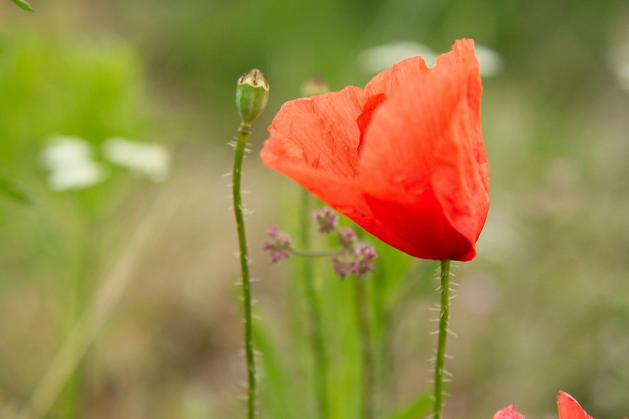 Mohnblume Rot Mohn - Kostenloses Foto auf Pixabay - Pixabay