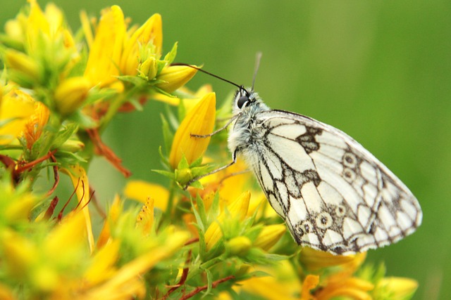 White Beautiful Insect Butterfly White Insect - Free photo on Pixabay - Pixabay