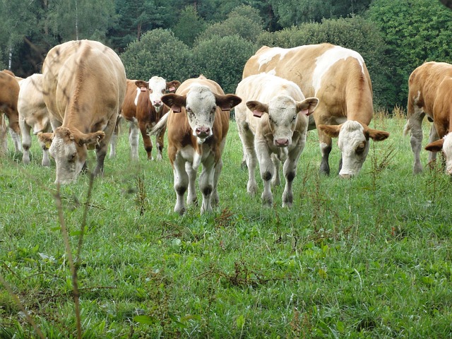Free Herd Cow photo and picture