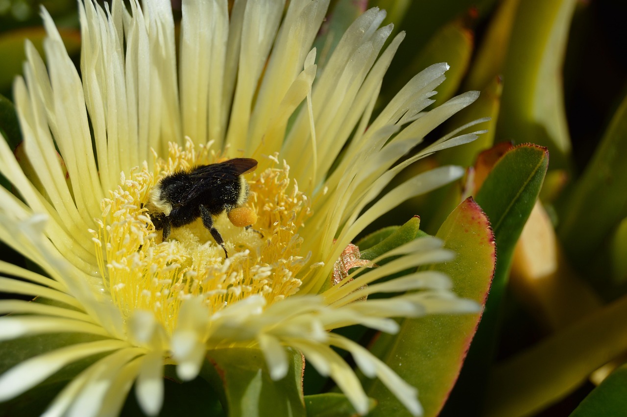 Bumblebee Flower Bee - Free photo on Pixabay - Pixabay
