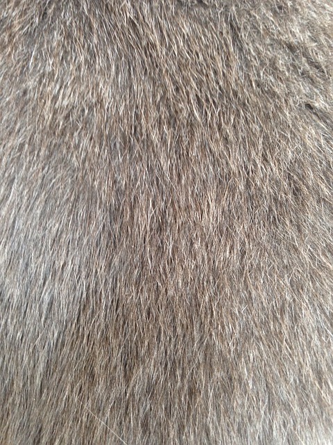 Free Cat Fur Fur photo and picture