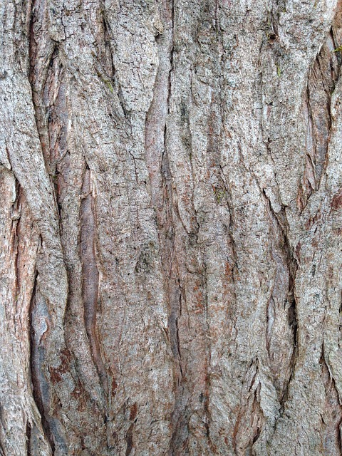 Free Tree Bark photo and picture