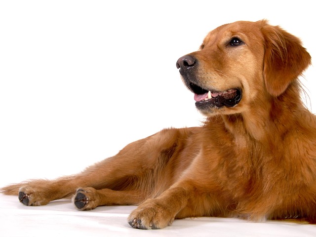 Free Dog Animal photo and picture