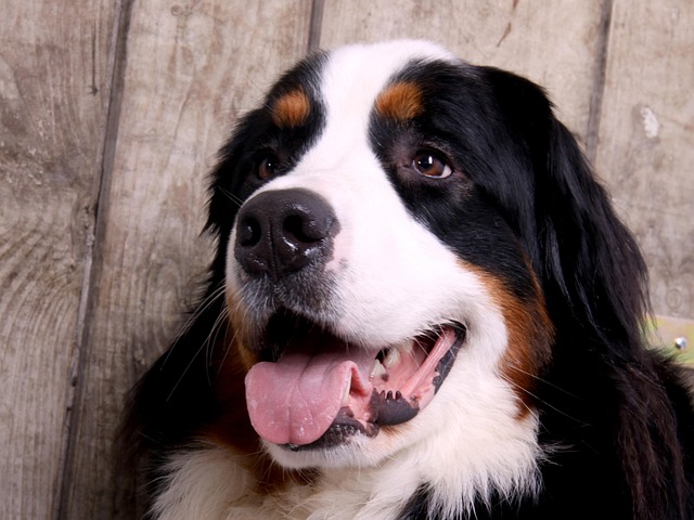 Free Dog Animal photo and picture