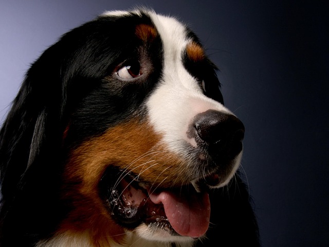 Free Bernese Mountain Dog Dog photo and picture