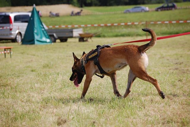Free Search Dog Rescue Dog photo and picture