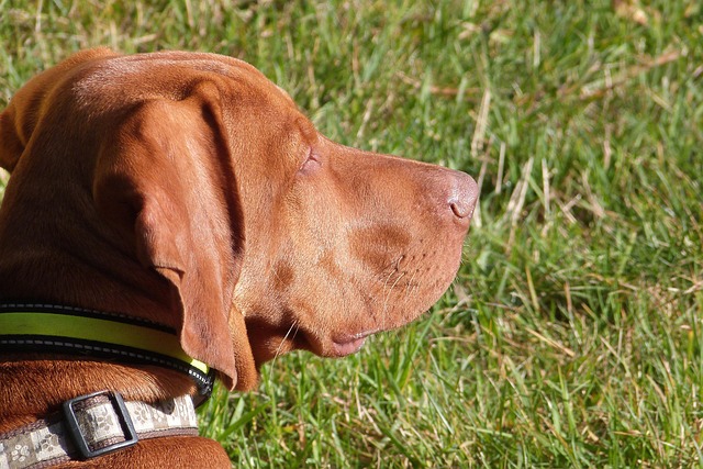 Free Magyar Viszlar Dog photo and picture