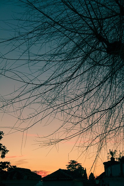 Solnedgang, Landskab, Træ