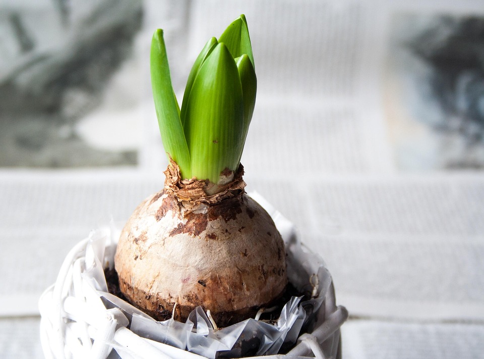 Hyazinthe Zwiebel Blume Kostenloses Foto auf Pixabay