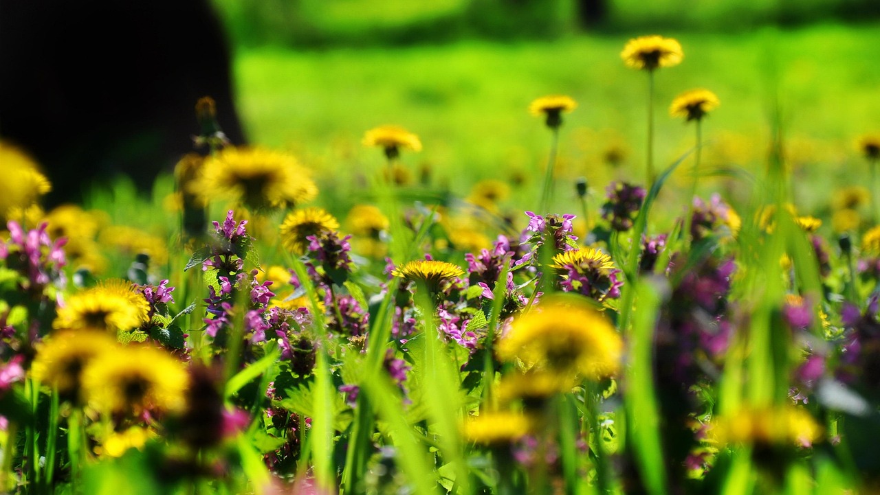 20,000+ Free Flowery Meadow & Nature Images - Pixabay