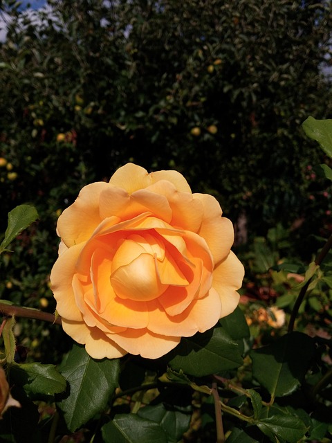 Blomster, Rose, Gul, Sommer, Blomst