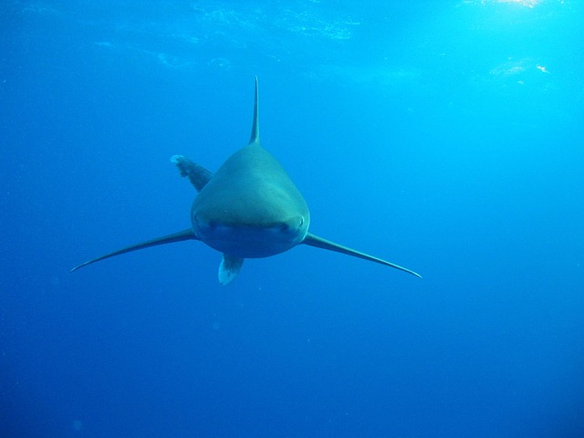 Free Shark Rotesmeer photo and picture