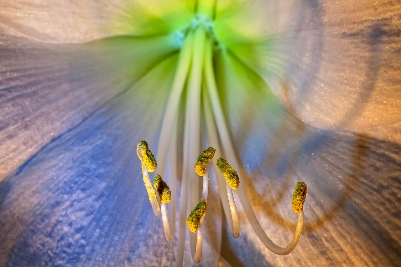 Amaryllis - free online jigsaw puzzle photo