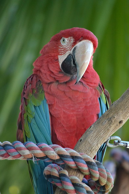 オカメインコ:宿泊施設、無料飛行、小さなオウムのための楽しみ