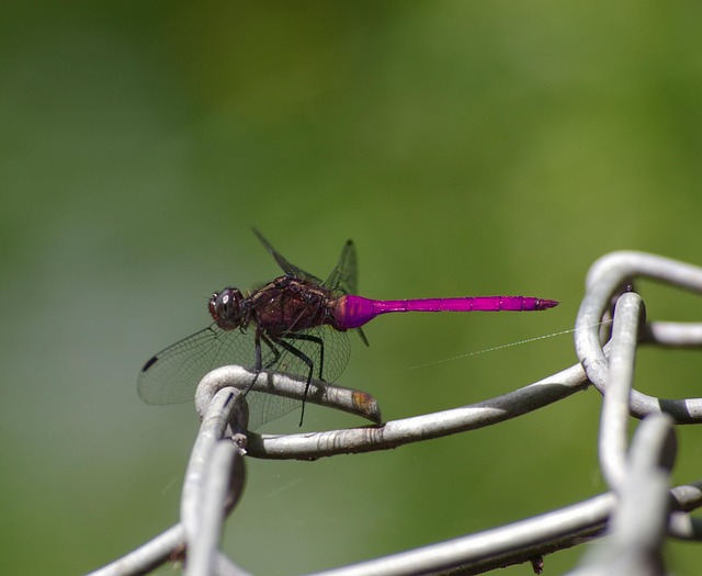 Free Dragonfly Insect photo and picture